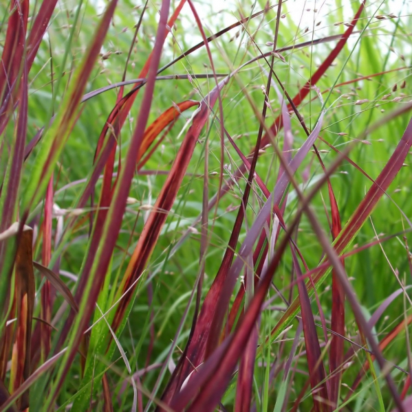 FSS Imperata Cylindrica Extract PF